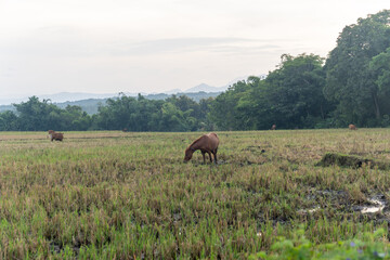 Obraz premium A brown horse eating grass in a rural harvested paddy field against a beautiful backdrop of lush green trees and misty mountains.