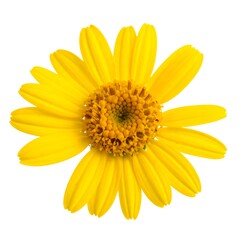 Obraz premium A bright yellow flower with long petals and a round center