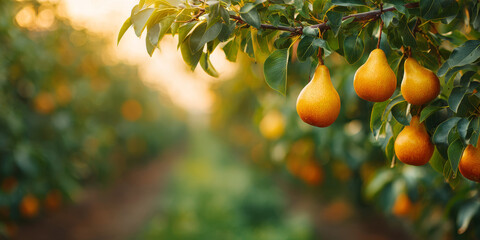 Ripe Pears on a  pear tree in orchard