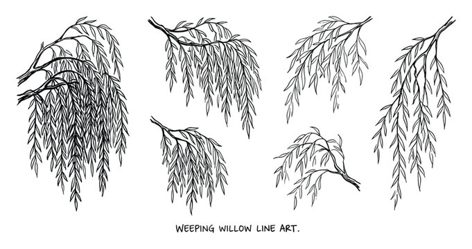 Weeping willow branches line art drawings, tree branches with drooping leaves in black and white illustration.