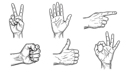 Fototapeta premium Vintage hand gestures set. Detailed sketch of human hands in different poses for tattoo design, illustration, or classical art concept. Isolated vector style.