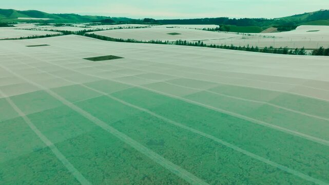 Drone sweeps Over an orchard with frost covering in new Zealand. Kiwi fruit and grape vines. Industry and workers busy themselves amongst the fruit.