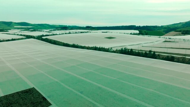 Drone Over an orchard with frost covering in new Zealand. Kiwi fruit and grape vines. Industry and workers busy themselves amongst the fruit.