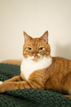 portrait of a ginger and white short-haired cat resting on a green blanket indoors, scowling with a grumpy and unimpressed facial expression.