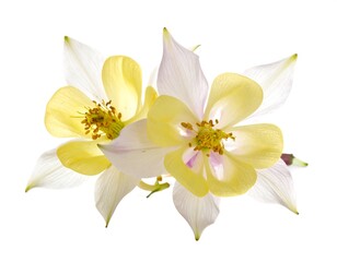 A close-up of two delicate flowers with yellow and white petals