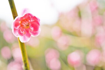 ピンク色の綺麗な梅の花の咲く枝、お祝いイメージ