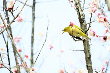 梅の花の咲く枝に止まって嘴を大きく開いてなく可愛い緑の小鳥、メジロ
