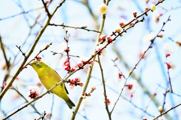 寒空の下、白い梅の花の枝にとまる緑色の春告げ鳥、めじろ