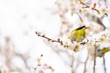 白梅の花の枝で下を見るふわふわの可愛いメジロのお尻