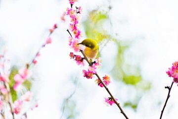 ピンクの梅の花の蜜を舐める可愛い緑の小鳥、メジロ