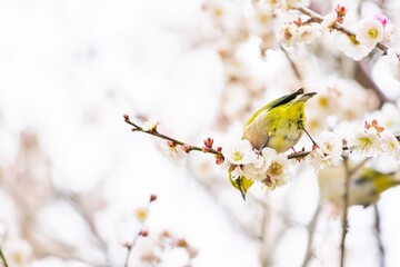 屋外で白梅の枝にとまり下を見下ろす可愛らしいウグイス色の小鳥、メジロ