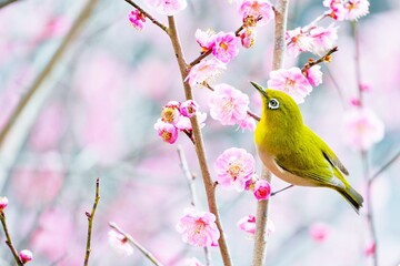 紅梅の花に止まる春を告げる鳥メジロ、新春イメージ