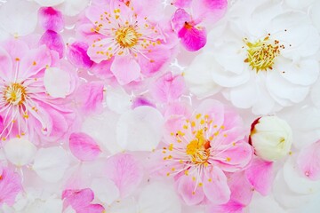 水に浮かべられたピンクと白の梅のカワイイ花のアップ