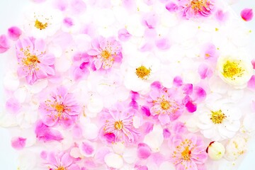 水に浮かべた紅梅と白梅の花のアップ