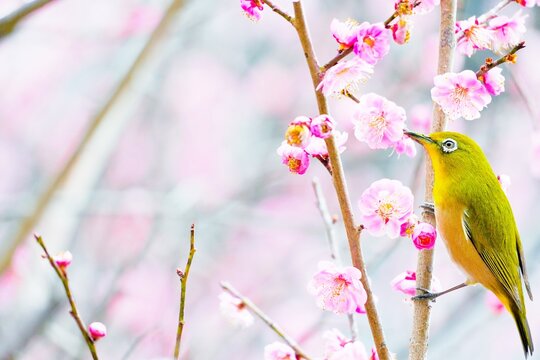 ピンク色の梅の花と美しいメジロ、冬イメージ