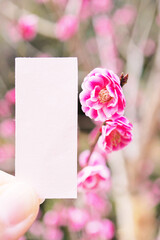 冬に咲く満開の紅梅の花の枝と薄ピンク色の和紙のタイトルフレーム