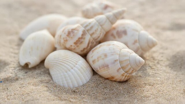 Beautiful serene beach with patterned shells scattered on warm sand under soft sunlight
