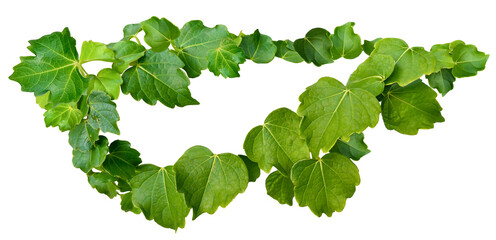 葉っぱの切抜き素材