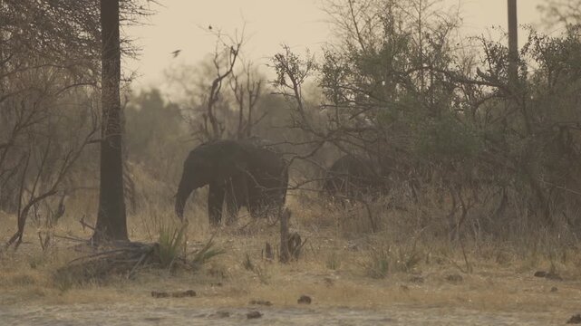 Slow Motion, Wildlife, Elephants In Kazuma National Park, Botswana