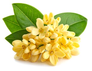 A cluster of small yellow flowers with green leaves on a white background