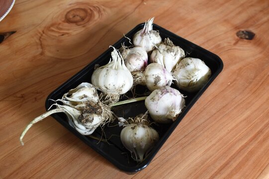 Homegrown fresh garlic just harvested