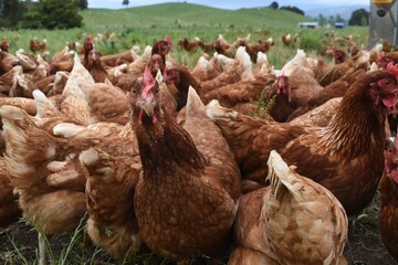 Poultry chicken hen looking straight at camera in green field wallpaper