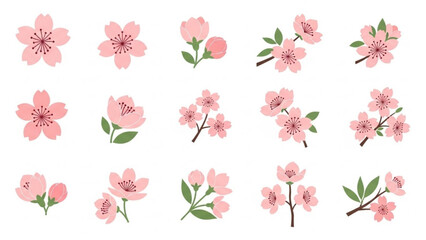 Pink Cherry Blossom Flowers Isolated on White Background