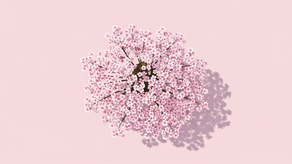 Pink Cherry Blossom Flowers Isolated on Pink Background with Shadow, Top View, Studio Shot