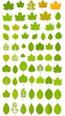 A collection of green and yellow leaves on a white background