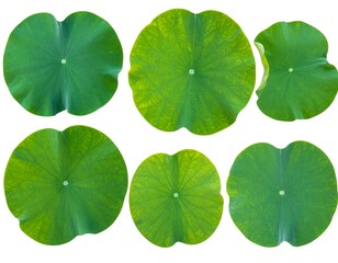 A collection of six green lotus leaves on a white background