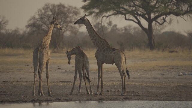 Slow Motion, Wildlife, Giraffes In Kazuma National Park, Botswana