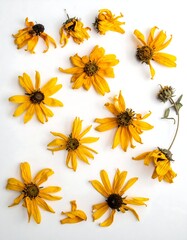 A collection of vibrant yellow flowers on a white background (1)