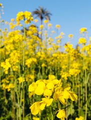 Fototapeta premium field of yellow flowers