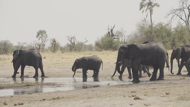 Slow Motion, Wildlife, Elephants In Kazuma National Park, Botswana