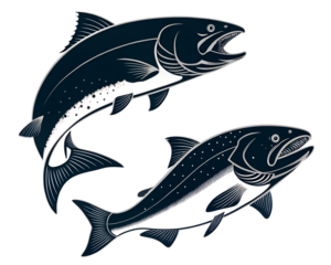 Two Salmon Fish Black Silhouette Vector – Minimalist Pink Salmon Illustration