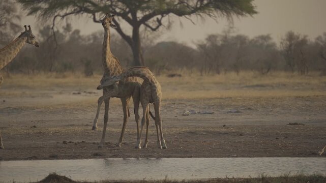 Slow Motion, Wildlife, Giraffes In Kazuma National Park, Botswana