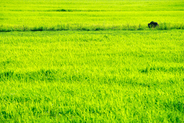 Obraz premium Lush Green Rice Field Under Bright Sunlight in Rural Landscape
