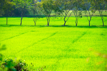 Lush Green Rice Field Surrounded by Trees Under Bright Blue Sky © sakhorn38