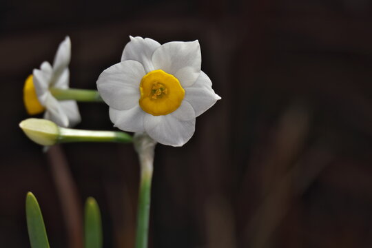 Tokyo,Japan - January 24, 2026: Closeup of daffodil flower in winter morning