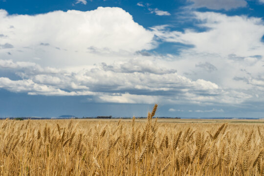 Low angled view of a dried grain crop ready for harvest under developing storm clouds