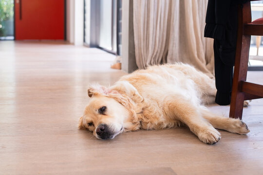 Golden Retriever lying on the floor
