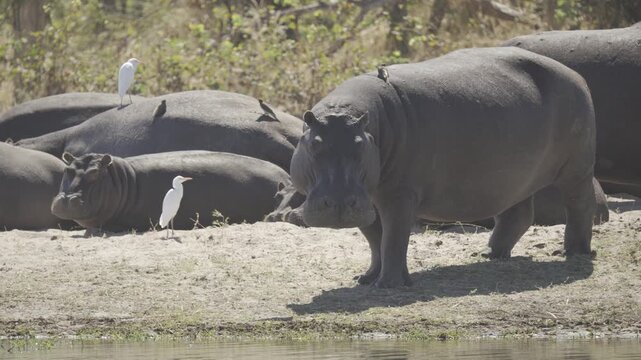 Hippos, Wildlife in Khwai Region, Botswana