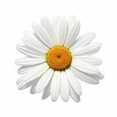 Fototapeta premium Close-up of white daisy with yellow center, isolated on a clean, blank background