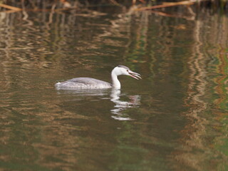 カンムリカイツブリ