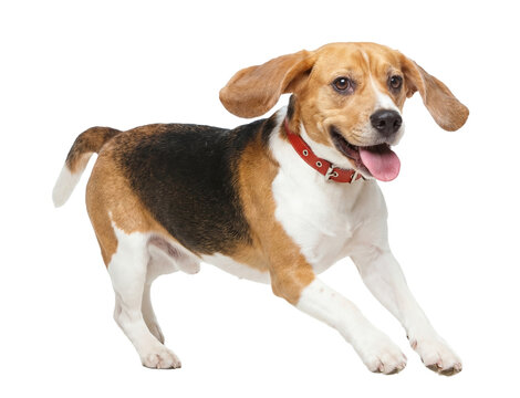 happy beagle dog running with ears flying, wearing a red collar, isolated on a transparent background, studio shot.