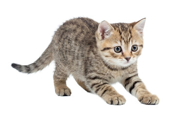 Obraz premium curious tabby kitten in a playful stalking pose, looking intently to the side on a transparent background.