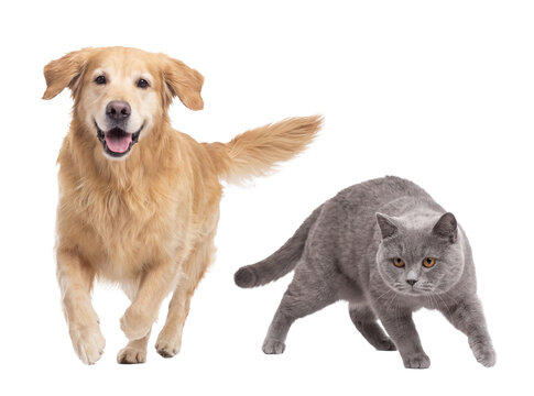 playful golden retriever dog and curious british shorthair cat isolated on transparent background, action shot.