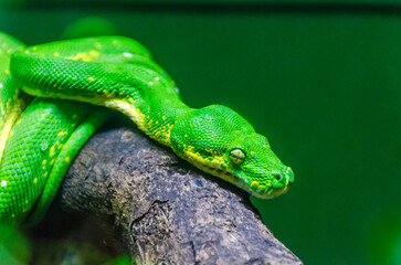 Fototapeta premium green tree python