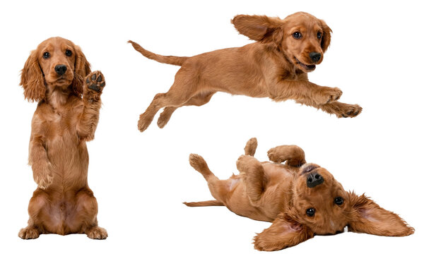 collage of a cute cocker spaniel puppy showing various playful poses: standing and waving, jumping in the air, and rolling on its back.
