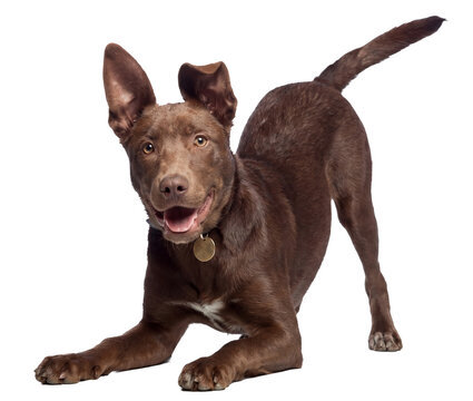 playful chocolate brown dog in a play bow stance, ears perked, looking forward with a happy expression, isolated.